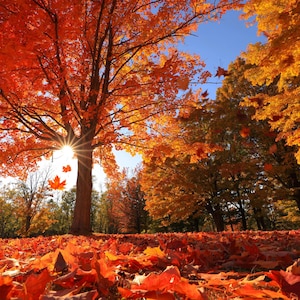 Autumn Maple Tree Photography Print: Fall Landscape Wall Art