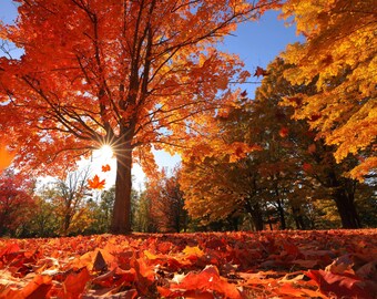 Autumn Maple Tree Photography Print: Fall Landscape Wall Art