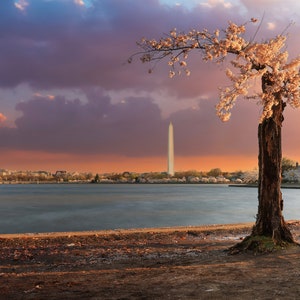 Può includere: Un solo ciliegio in fiore con fiori bianchi si erge su una riva sabbiosa con un specchio d'acqua in primo piano. Il Monumento a Washington è visibile in lontananza, con lo skyline della città alle sue spalle. Il cielo è un mix vibrante di rosa, arancione e viola.