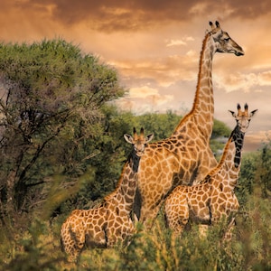 Giraffes Photo Print - Giraffe Family - Nursery Decor - Giraffe Babies -  Safari Theme - Mom and Two Baby Giraffes - Animal Wall Art