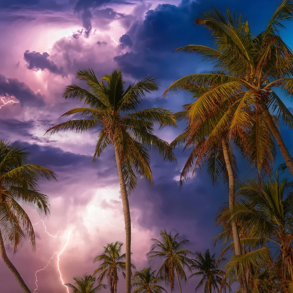 Florida Palm Trees Storm Photo Print: Coastal Wall Art