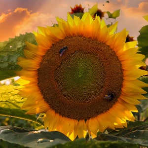 Sunny Yellow Sunflower Photography Print - Vibrant Floral Wall Art - Nature&#39;s Sunshine Picture - Botanical Beauty Home Decor