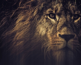 Lion Painting Print: Wildlife Art, Safari Home Decor