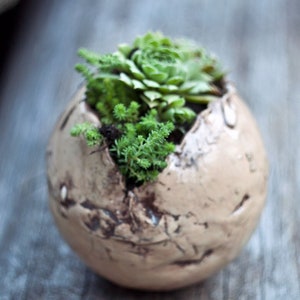 Op de afbeelding: Een kleine vetplant in een beige keramische pot in de vorm van een gebarsten ei.