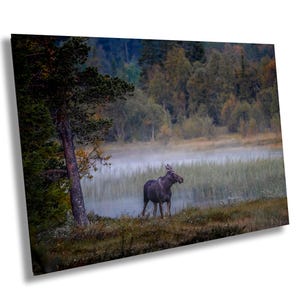 Elch, Wand Kunst, Herbst Wald Fotografie, Wildtiere Druck, Rustikales Wohnaccessoire, Natur Szene Poster, Geschenk für Tierliebhaber