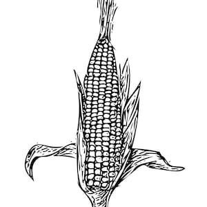 May include: A black and white line drawing of an ear of corn with husks.