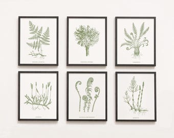 Salie groene muur kunst set handgetekende botanische bos poster voor natuurliefhebber digitale download