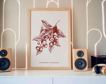 Vintage muurkunst bosbes illustratie karmozijnrode botanische tekening huis cadeau digitale download