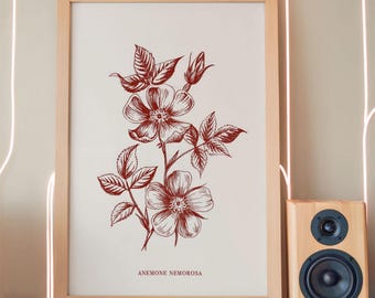 Afdrukbare muurkunst karmozijnrode anemone botanische bloem poster voor rustieke boerderij decor digitale download