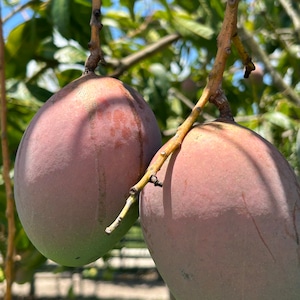 Keitt Mango, Fresh, picked to order.