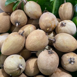 Low stock alert:  Sapodilla Fruit mix ; (aka Nispero, Naseberry, Chico, Chikko, Chicle, Sapote) Mixed varieties.