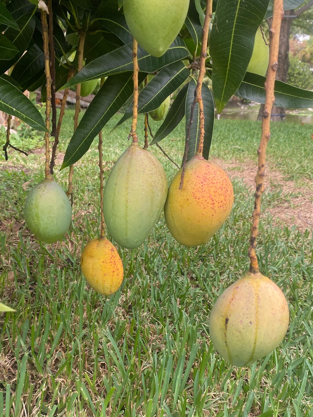 Fresh Mangoes From Florida pre Order Etsy