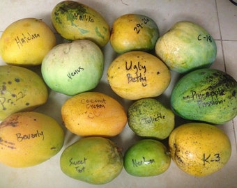 Pre order Zill Mango mix;  Premium Mango varieties from Zill high performance plants