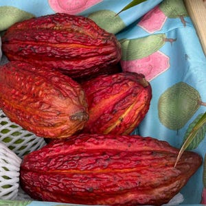 Baccelli di cacao freschi, frutto tropicale esotico: crea il tuo cioccolato.