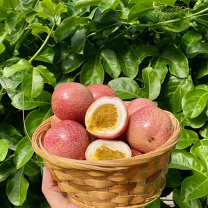 Fruta de la pasión fresca también conocida como maracuyá, parcha, lilikoi