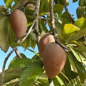 Fresh Mamey Sapote