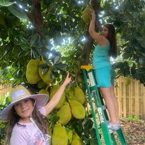 Fresh Jackfruit; juicy fruit