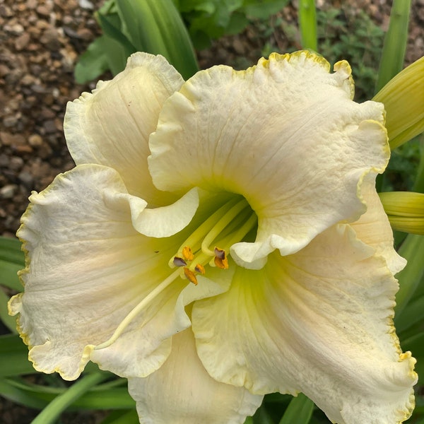 Daylily reblooming “Early Snow”, heavy white ruffled blooms, free shipping