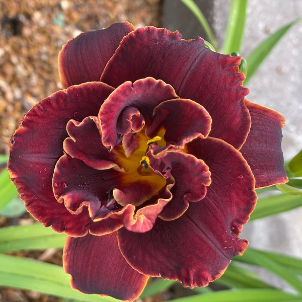 Daylily “Night Embers” reblooming daylily. Free Shipping. Deep red rose like daylily.