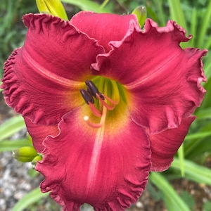 Reblooming Daylily "Early Bird Cardinal", Watermelon Red, 4 Inch Blooms, Drought Tolerant