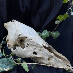 Real Wild Boar Skull