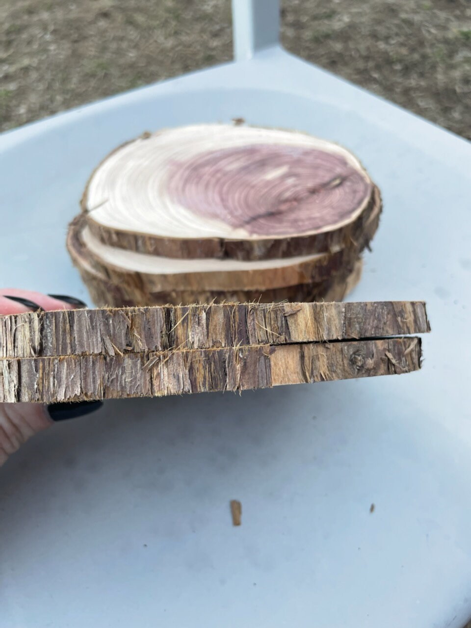 Live Edge Cedar Rounds, Cedar Craft Rounds Etsy