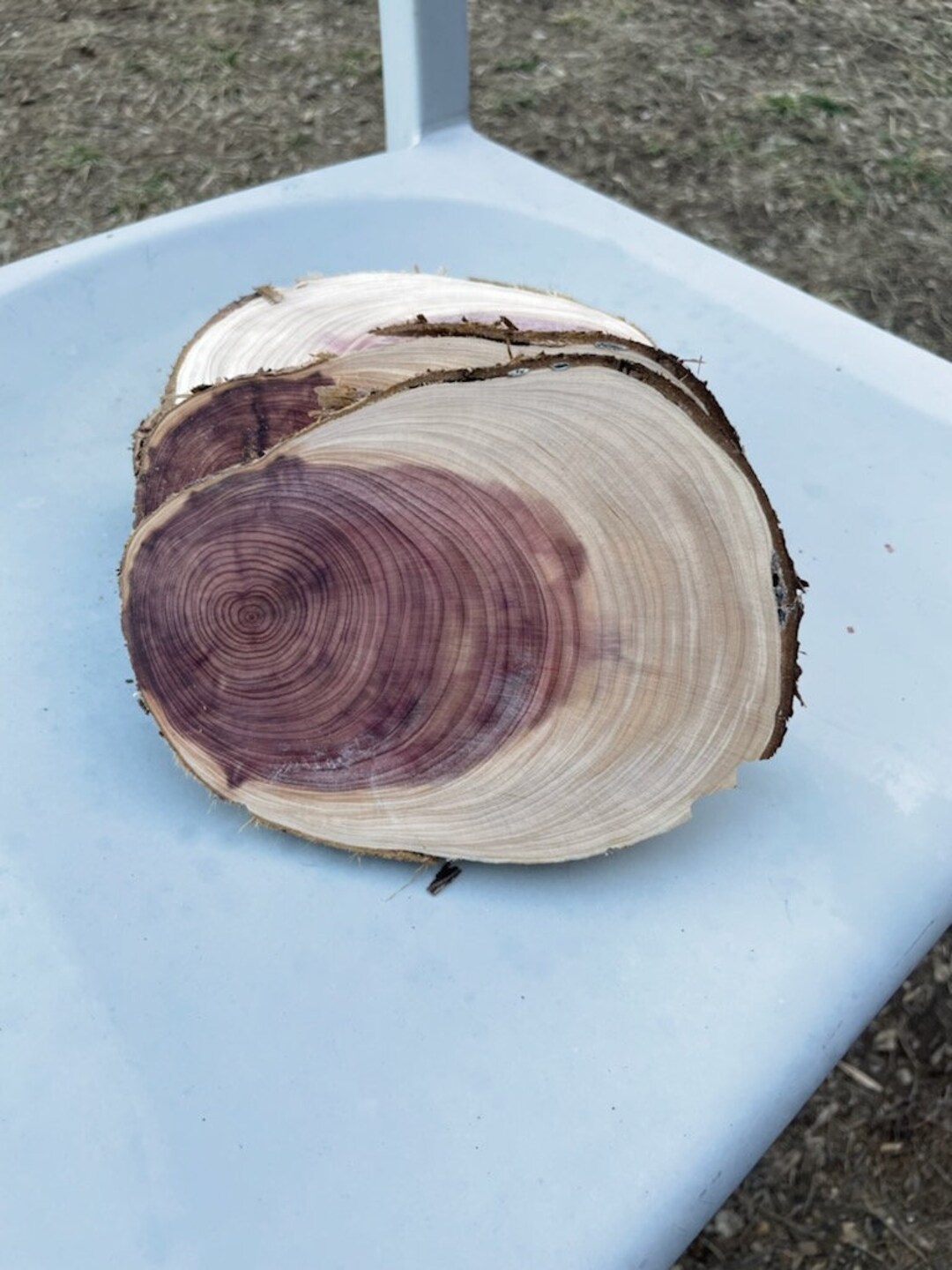 Live Edge Cedar Rounds, Cedar Craft Rounds Etsy