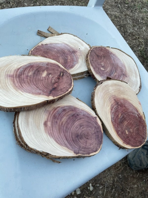 Live Edge Cedar Rounds, Cedar Craft Rounds Etsy