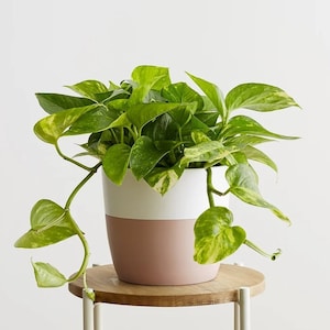 Three Golden Pothos Cuttings | Devil&#39;s Ivy | Epipremnum Aureum | House Plant Cuttings | Trailing Plant | Starter Plant