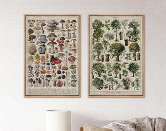 Framed Canvas Wall Art Print Set of 2 Mushroom Botanical Art Prints by Adolphe Millot Vintage Mushroom Plant Wall Art Kitchen Room Decor