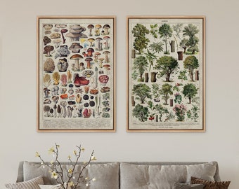Framed Canvas Wall Art Print Set of 2 Botanical Mushroom Poster, by Adolphe Millot, Mushroom Print, Kitchen Wall Art Decor