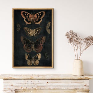 May include: A framed print of five butterflies with intricate patterns and colors on a dark background. The butterflies are arranged vertically, with the largest butterfly at the bottom and the smallest at the top.