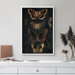 May include: A black and white vintage illustration of five butterflies with gold and orange accents. The butterflies are arranged vertically on a dark background.