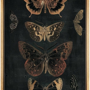 May include: Five gold and black butterflies on a dark background. The butterflies are arranged vertically, with the largest butterfly at the top and the smallest butterfly at the bottom.