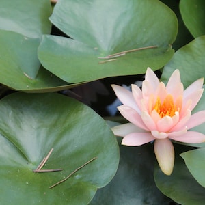 Lily Pad Lily