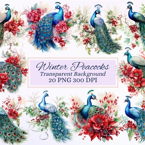 Conjunto de clipart de pavões de inverno para projetos criativos, pássaros florais, pavão deslumbrante, criação de cartões, scrapbooking, sublimação, itens efêmeros, PNG