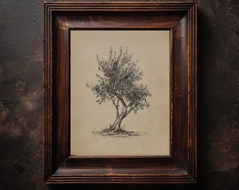 Olivo pared arte viejo olivo imprimible árbol ilustración vintage botánico olivo bosquejo italiano pared decoración neutral árbol pared arte