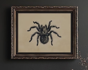 Boceto de tarántula vintage para imprimir en la pared, entomología de tarántula, arte de pared con anatomía de araña negra para decoración de pared de Halloween, obra de arte gótica para pared