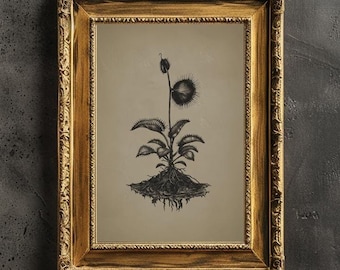 Arte de parede para impressão de armadilha para moscas de Vênus Ilustração da anatomia de uma armadilha para moscas de Vênus Pôster botânico para amantes de plantas Decoração de parede eclética
