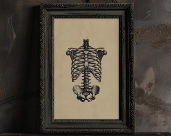 Rib Cage Wall Art Human Anatomy Printable Gothic Ribcage Illustration Vintage Medical Print for Doctors Office Wall Decor Halloween Wall Art