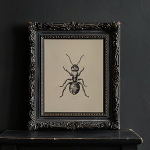 Simple Ant Entomology Digital Wall Art Print, Educational Ant Anatomy Illustration, Printable Worker Ant Sketch on Sepia Canvas Ink Drawing