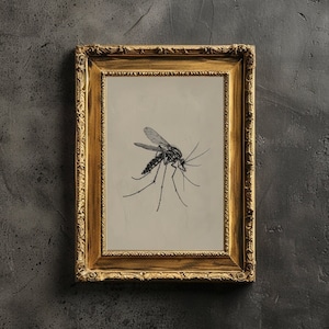 Vintage Mosquito Art druckbare Mosquito Entomologie-Skizze Insekt Wanddruck für Gothic Style Eclectic Wall Art Dark Moody Mosquito Poster