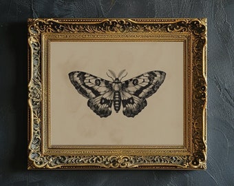 Impression d'art mural papillon de nuit vintage papillon de nuit Art imprimable insecte de mauvaise humeur affiche murale papillon de nuit botanique entomologie croquis décoration murale gothique éclectique