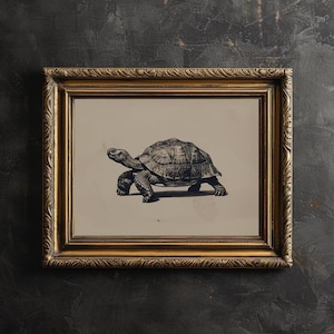 Schildkröte Wand Kunst druckbare Schildkröte Illustration Anatomie Wand-Druck Vintage Schildkröte Bleistift Skizze für eklektische Wand-Dekor Reptil-Plakat