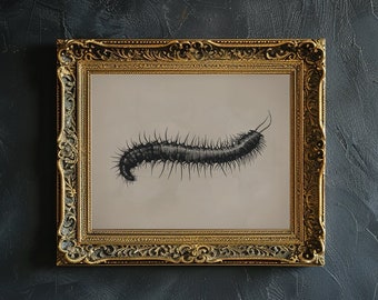 10 匹の巨大ムカデ (Scolopendra subspinipes) 6-8 インチの広げた標本