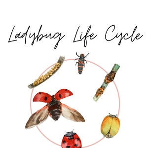 Ladybug Life Cycle Nature Print Wall Art