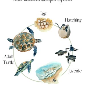 Sea Turtles Unit Study Montessori Homeschool - Etsy