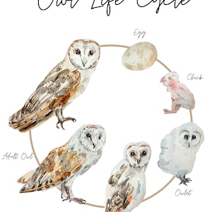 Owl Life Cycle Print
