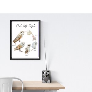Owl Life Cycle Print Etsy