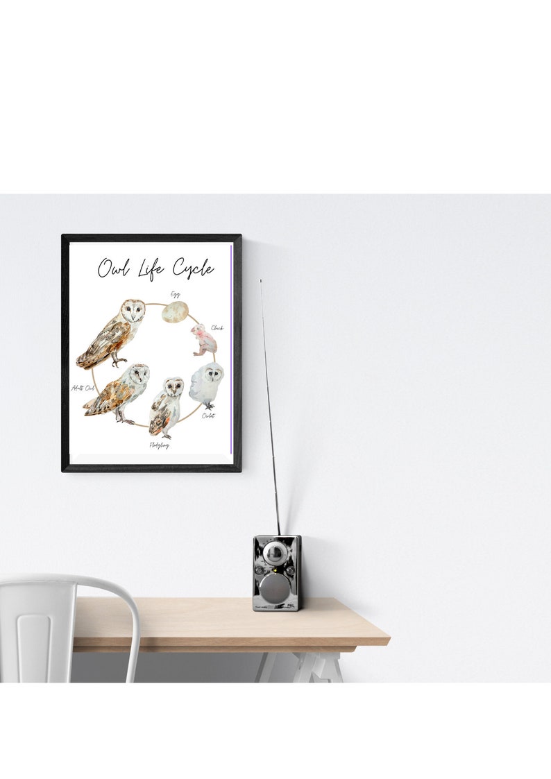 Owl Life Cycle Print Etsy